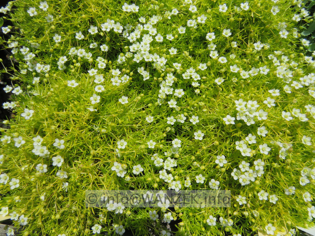 Sagina subulata 01.JPG